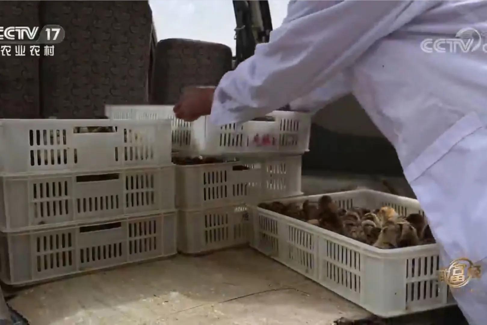 一小伙承包荒山搞养殖年挣百万,河北小伙种100亩地一年赚多少钱