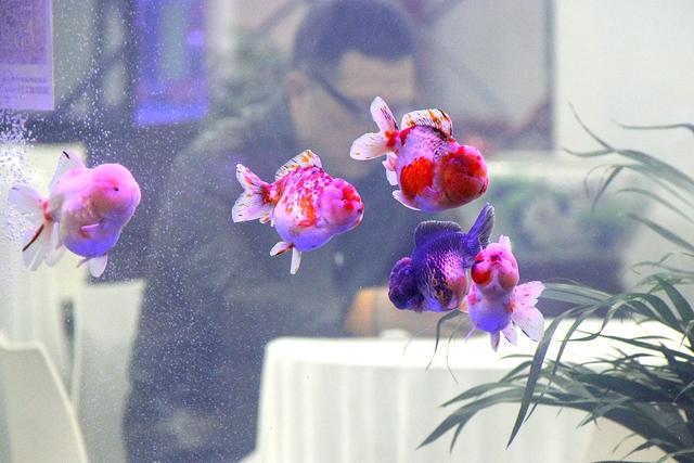 新手养兰寿金鱼饲养技巧,养好兰寿金鱼需要哪些东西