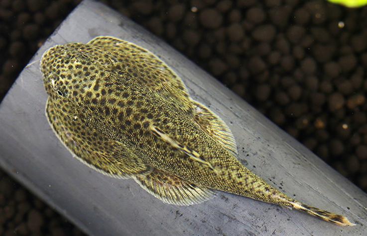 最好养的观赏鱼冷水鱼有哪些中型,冷水鱼有哪些观赏鱼比较好看