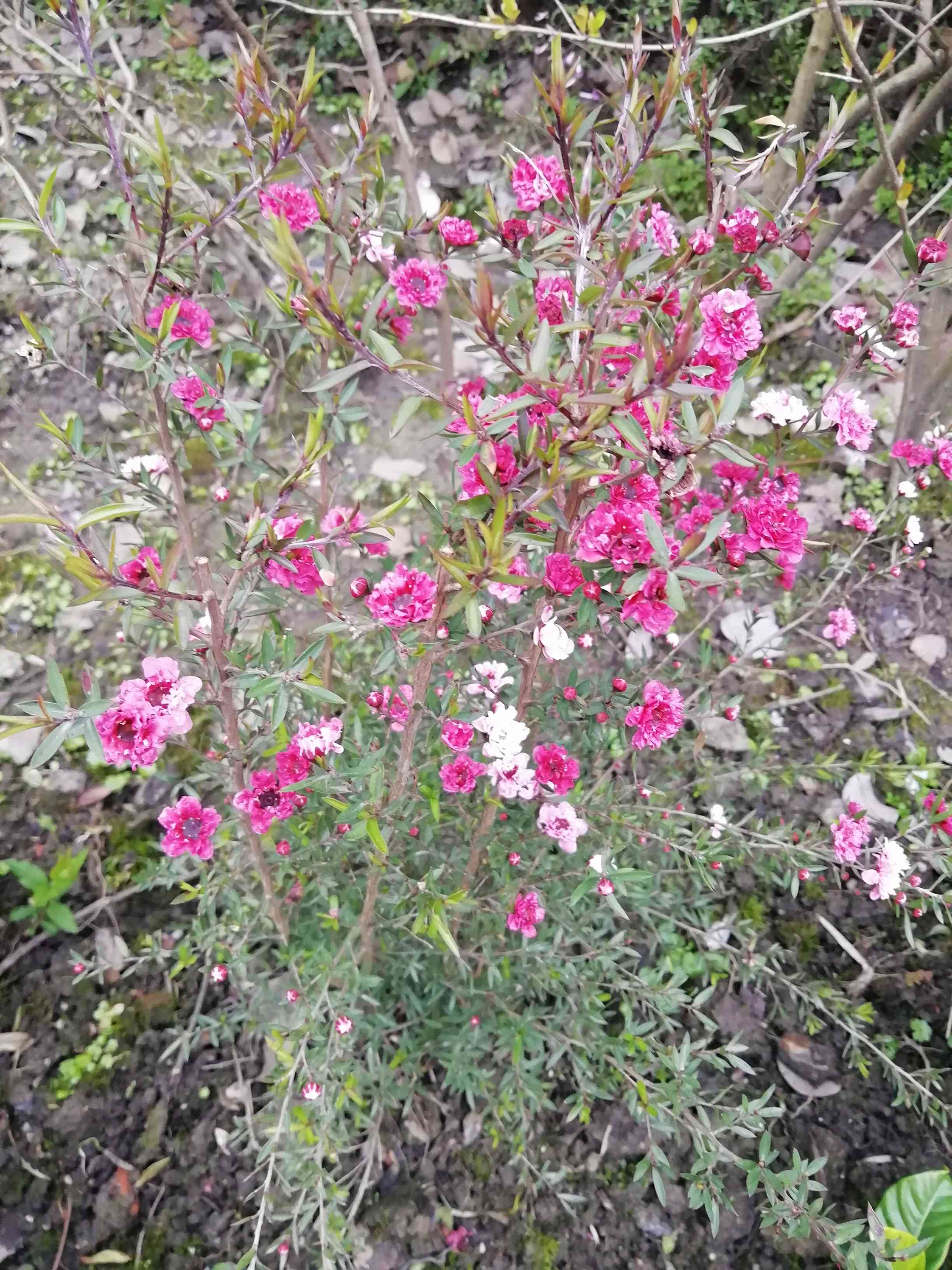 松红梅与松针梅区别,跟松红梅很像的花有什么