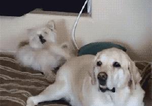 狗狗全身趴地对你摇尾巴,狗狗为什么会摇尾巴