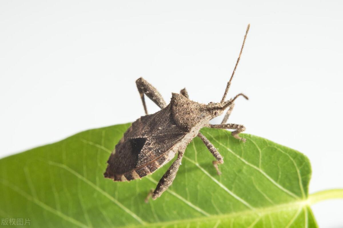 打屁虫的屁喷在皮肤上怎么办,打屁虫灼伤皮肤怎么办