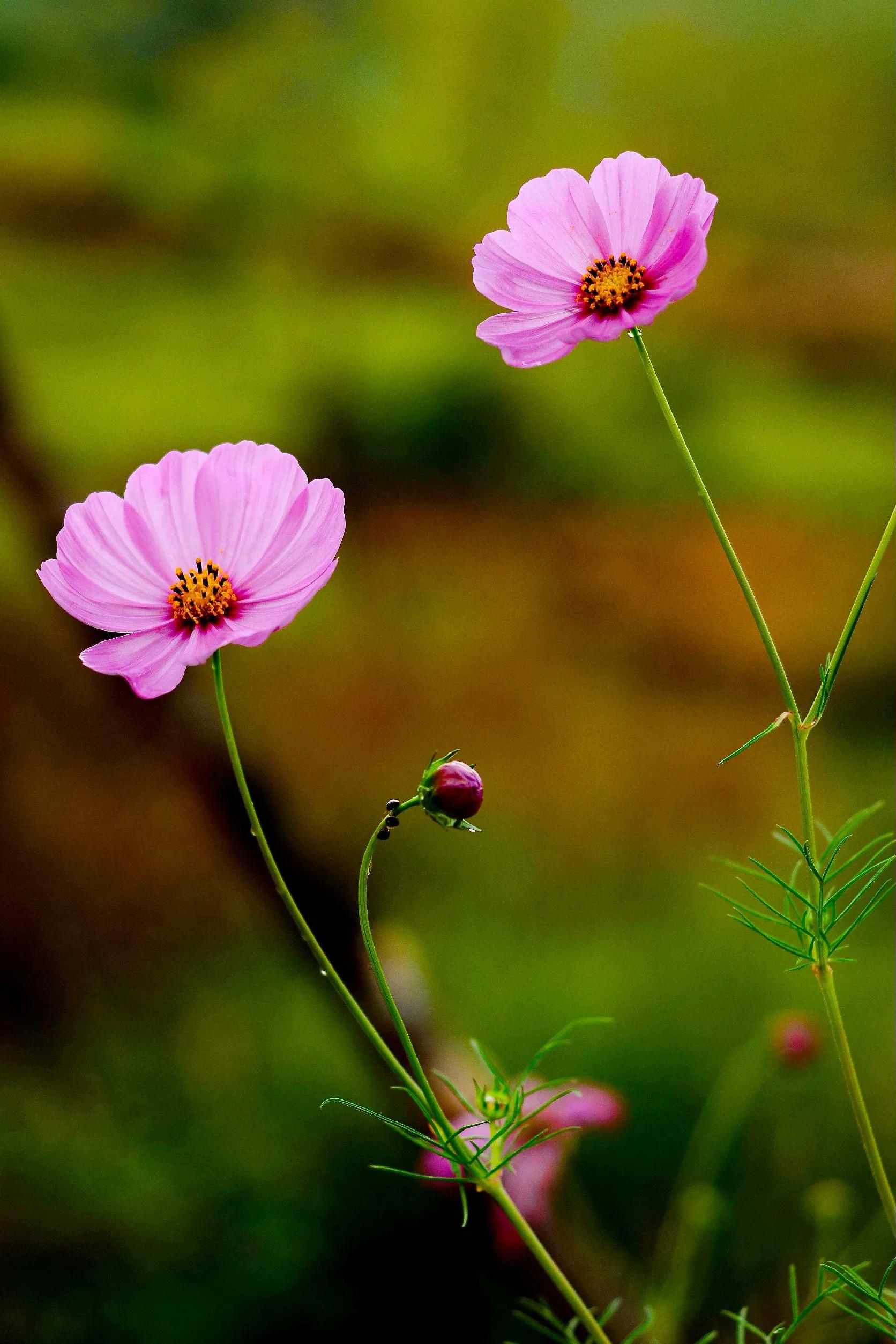 最漂亮迷人的格桑花盛开在绿草上,初冬的格桑花依然娇艳