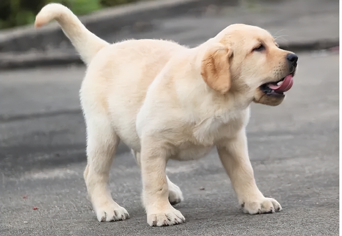 狗狗中最乖的狗是哪一种,狗界最怂的6种狗有危险溜得很快