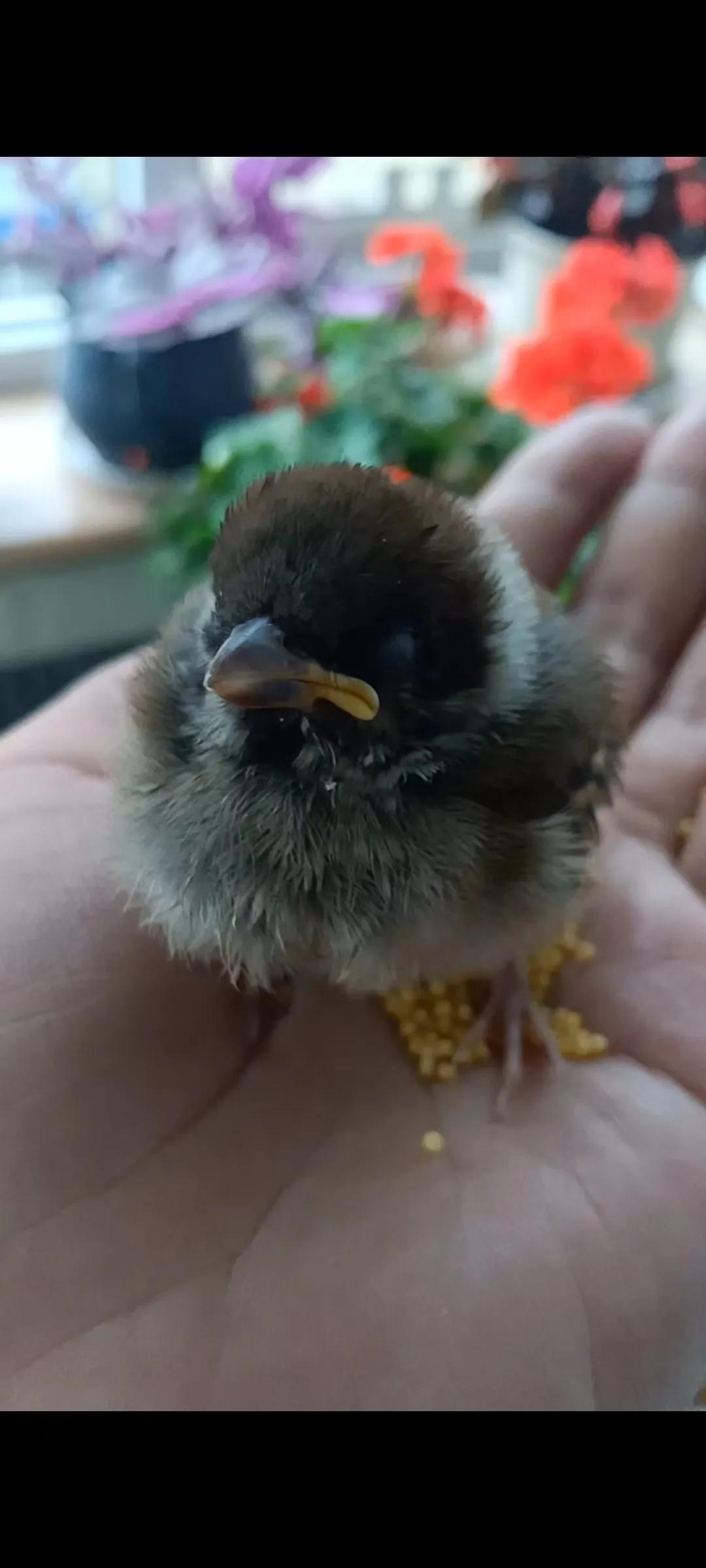 捡来的小麻雀能活吗,捡到一只小麻雀能不能放生