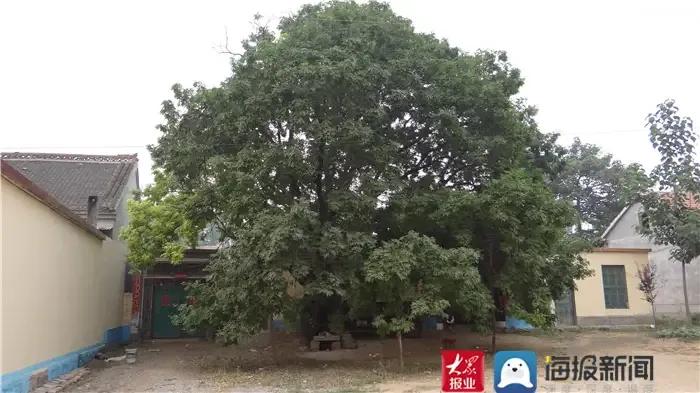 成武县古树,临武县古树