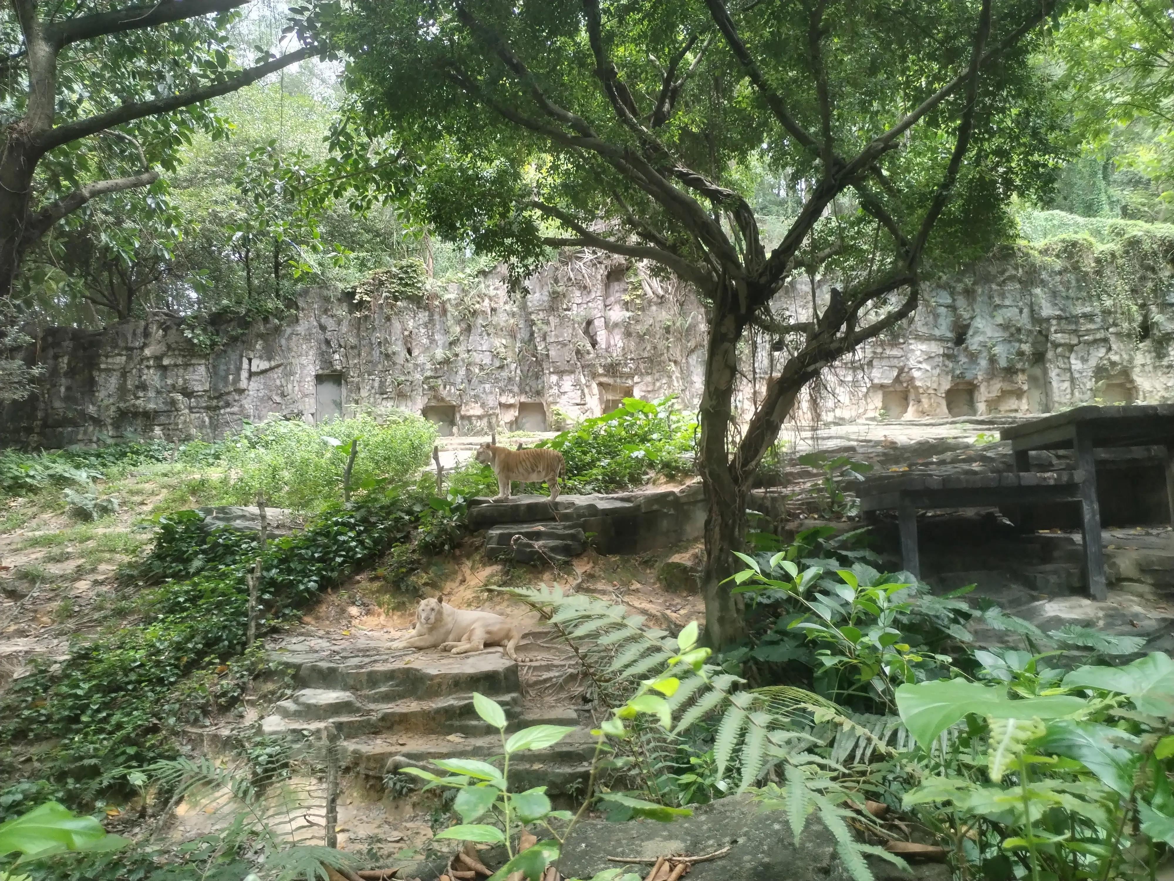 广州长隆野生动物世界景点图片,游广州长隆野生动物世界游记