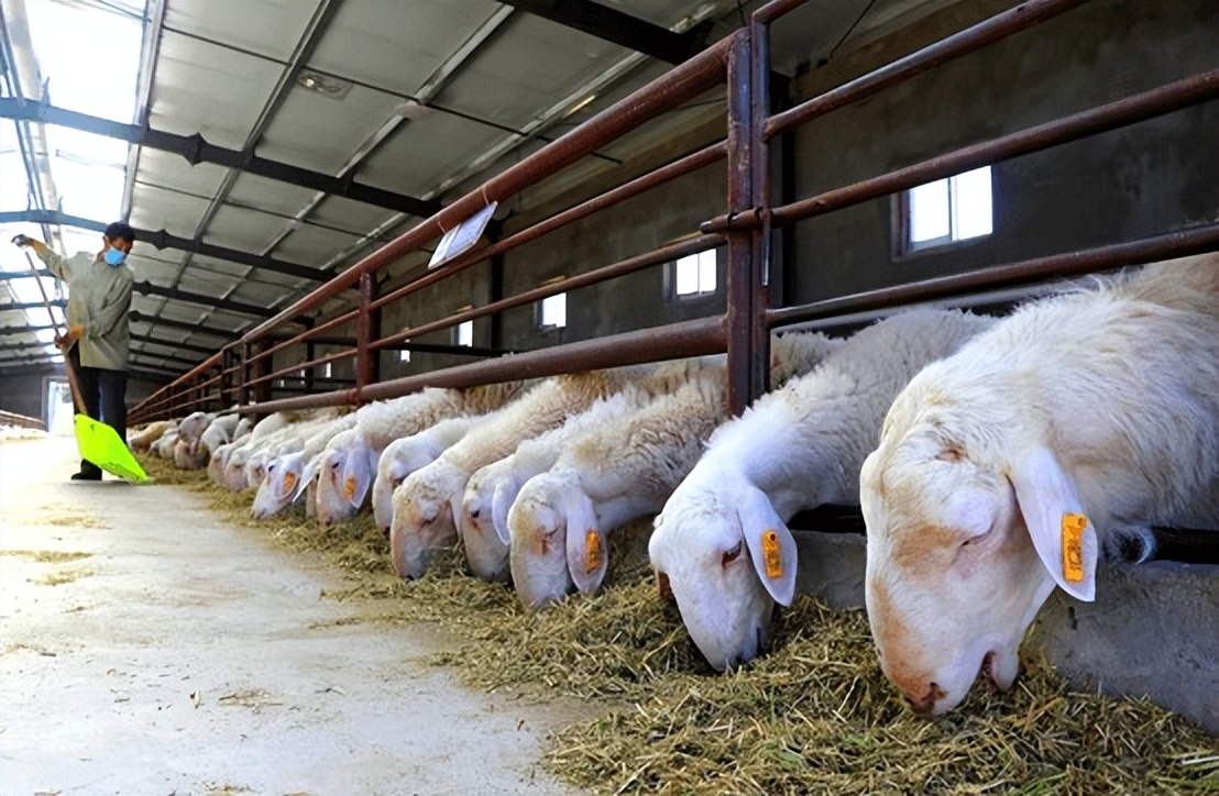 羊不反刍怎么办吃什么药好,羊不吃食不反刍没精神怎么治