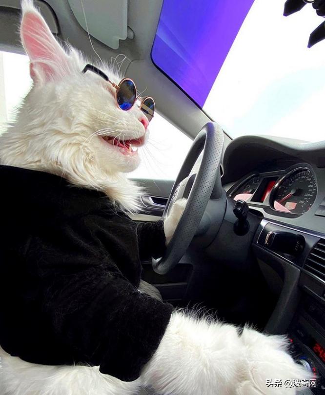 俄罗斯大块头猫咪,来自俄罗斯的猫