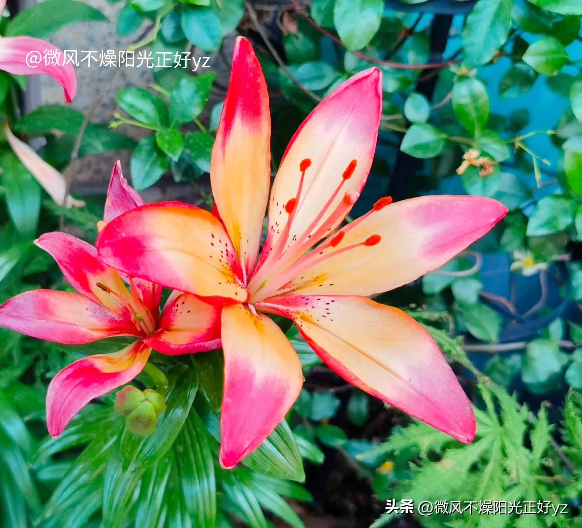好看的百合花散发出淡淡的清香,漂亮的不同颜色的百合花