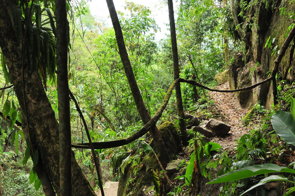 腾冲樱花谷，野生樱花遍布，落英缤纷、原始自然的花花世界
