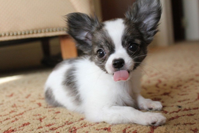 吉娃娃最近总是发抖怎么回事,吉娃娃经常发抖是什么原因