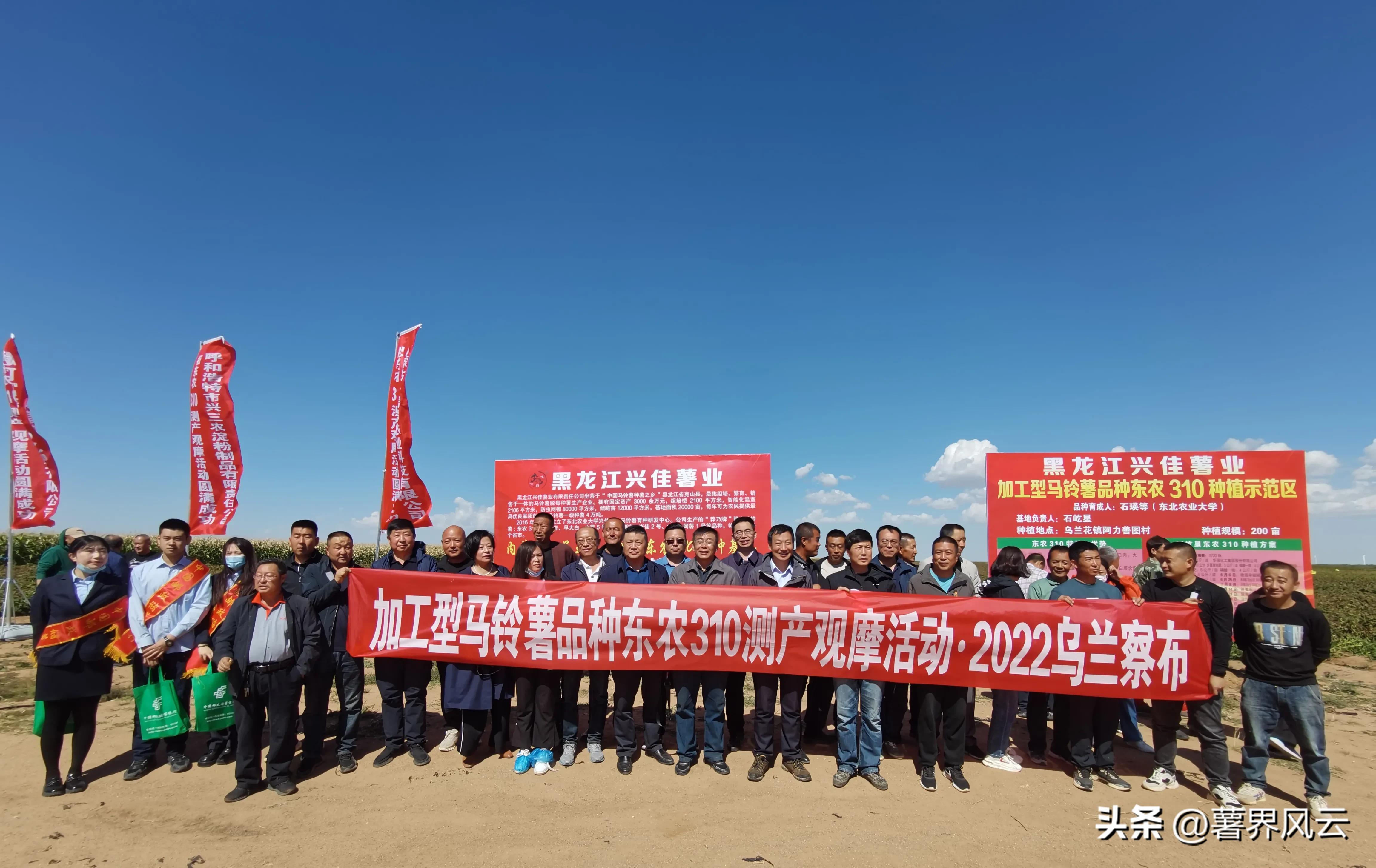 东农310：一颗优质的淀粉全粉加工专用薯