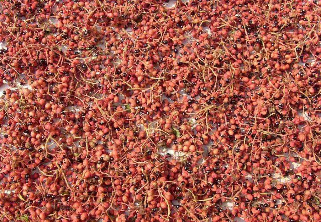 济南有什么好吃的名吃,济南有什么好吃的特产糕点