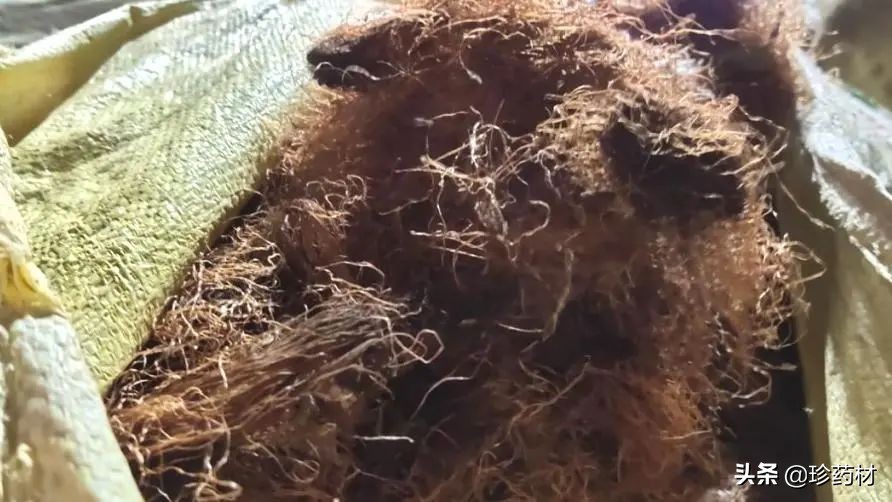 12月27日中药材市场快讯：连翘、柴胡、山楂、僵蚕、板蓝根、菊花