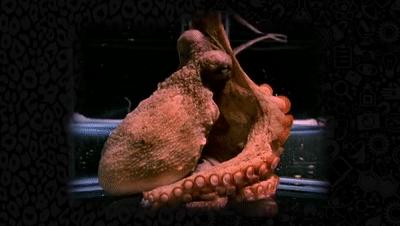 章鱼是外星生物吗,章鱼是外星生物吗完整解说