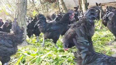 准岳父下跪求他离开女儿，决心创业进深山养鸡16年，带领村民致富