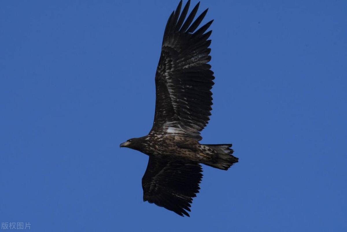 关于赞美鹰的诗句大全,关于鹰豪迈的诗句