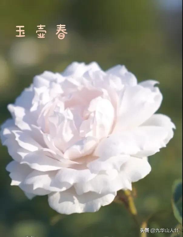 天狼月季新品预售,天狼月季官方旗舰店烛光月季