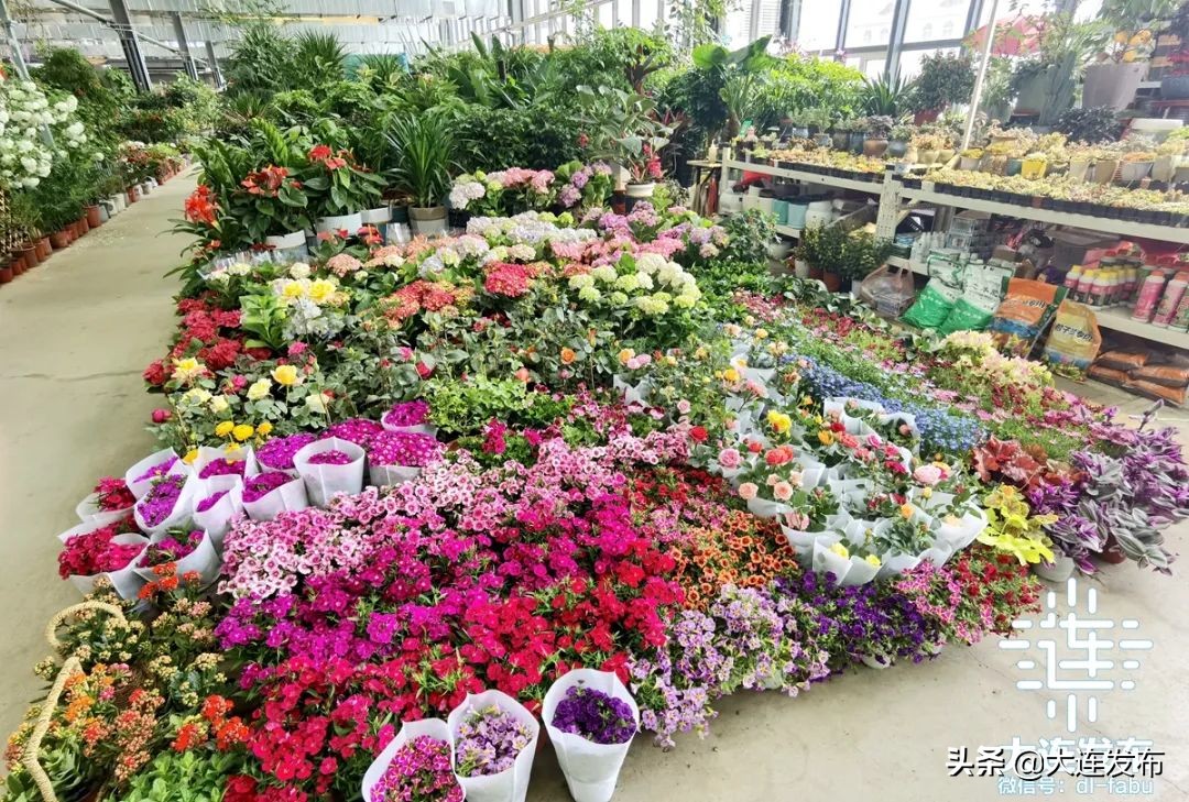 大连旅游必须做的事情,大连皮口港旅游攻略