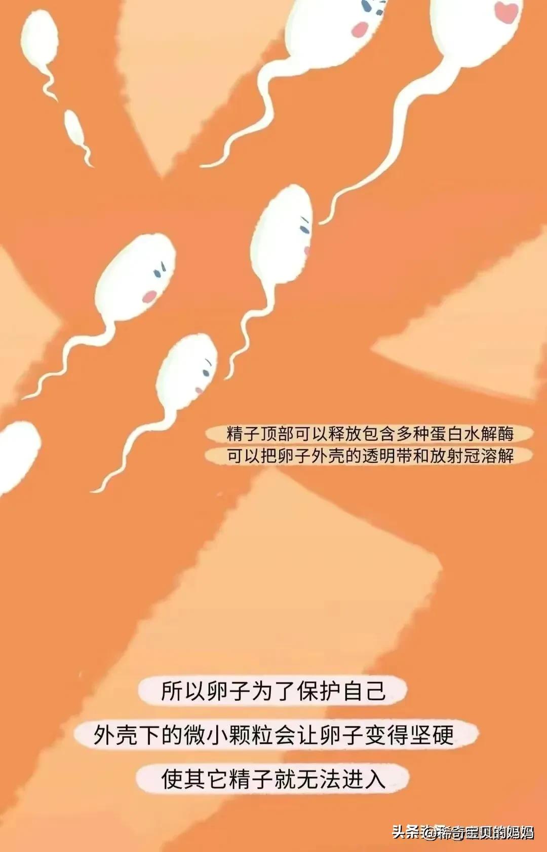 小蝌蚪动画过程讲解,小蝌蚪到青蛙生长过程动漫