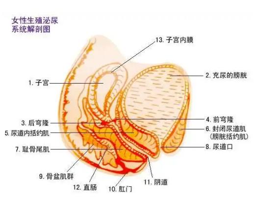 古代女性不会得妇科病吗,古代女人没有妇科病吗