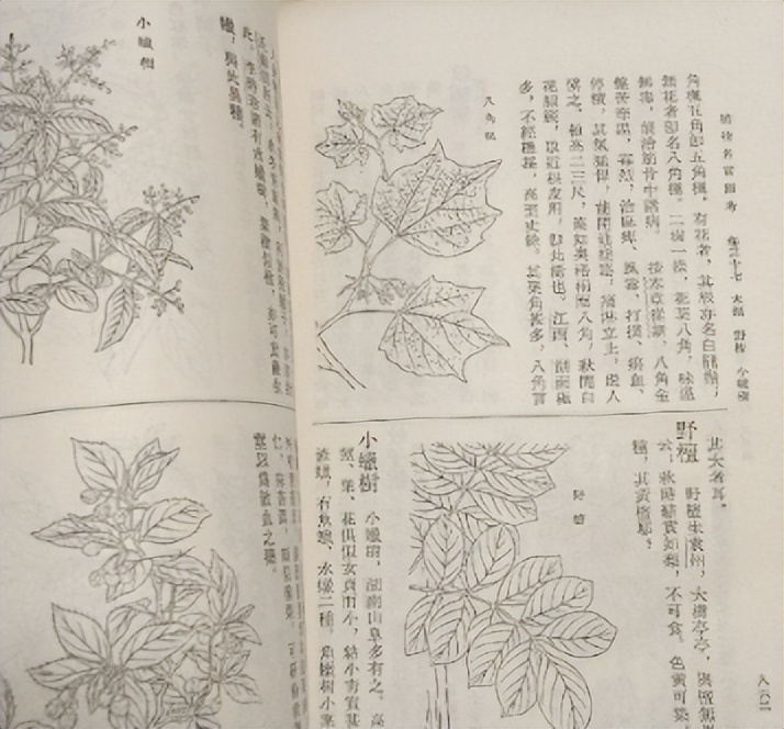 番荔枝要人工传粉吗,番荔枝来自哪里