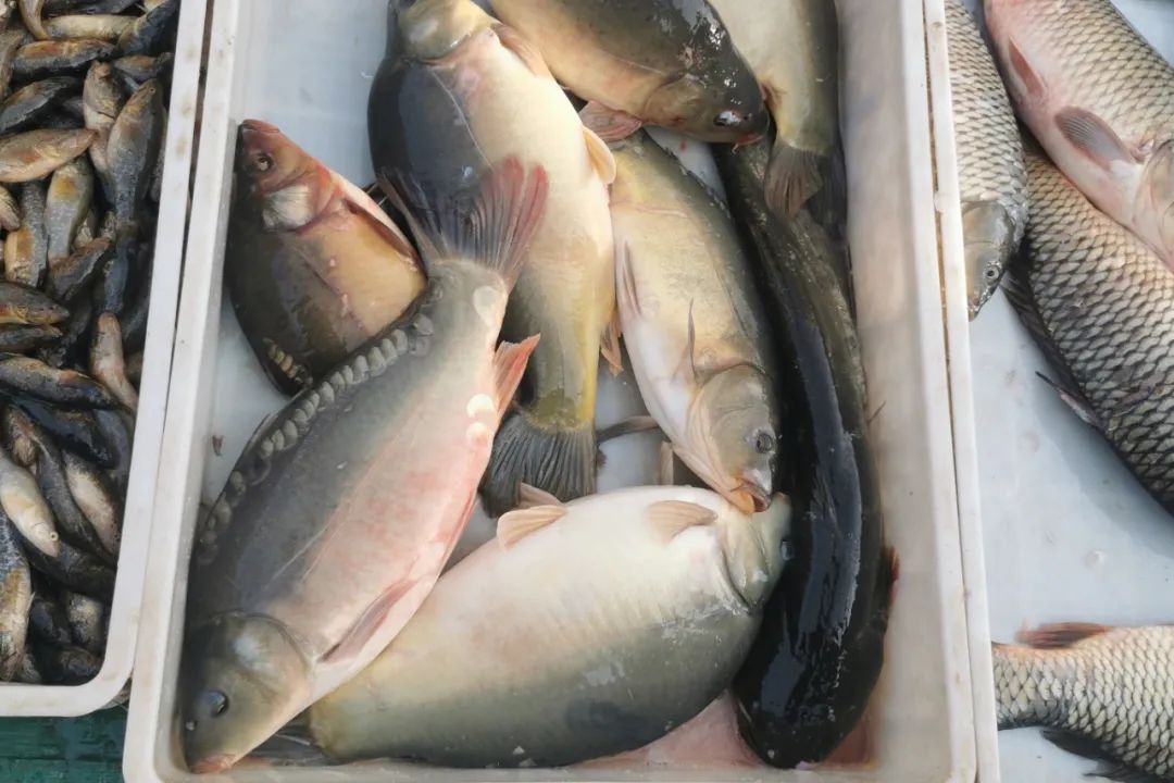 黑龙江三花五罗十八子图片,黑龙江名鱼三花五罗