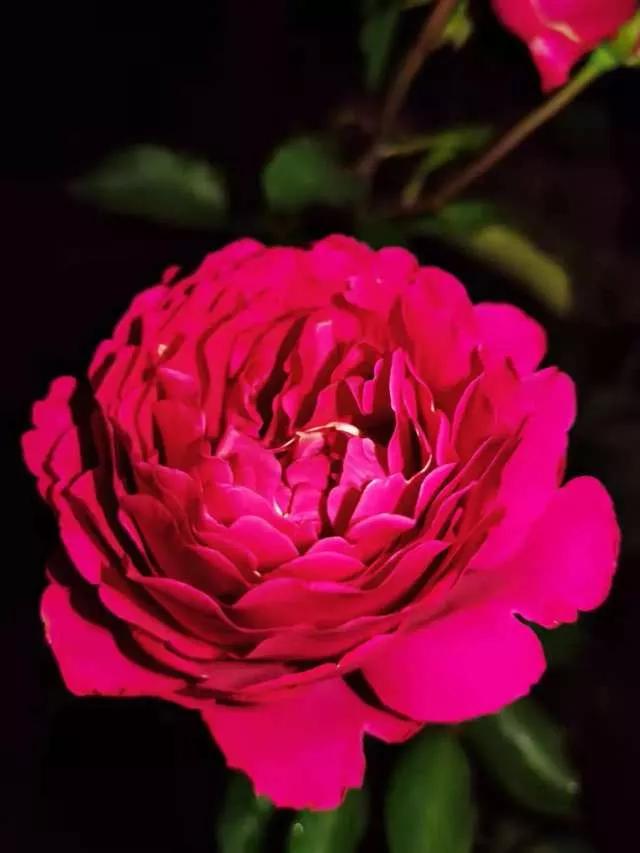 想要拥有自己的一间花店,好想拥有这样的一间花店