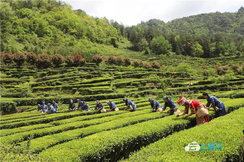 贡茶开采香满园！​5家企业与忠路镇政府签约，资金高达5.3亿元