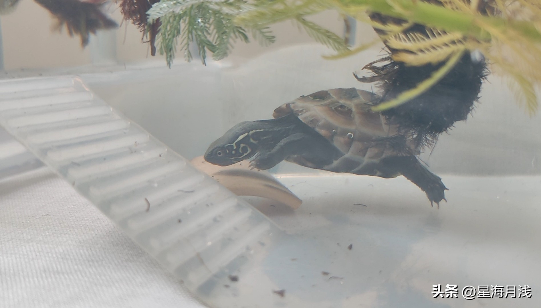 养乌龟食物每天喂多少,养龟日常乌龟有多耐饿