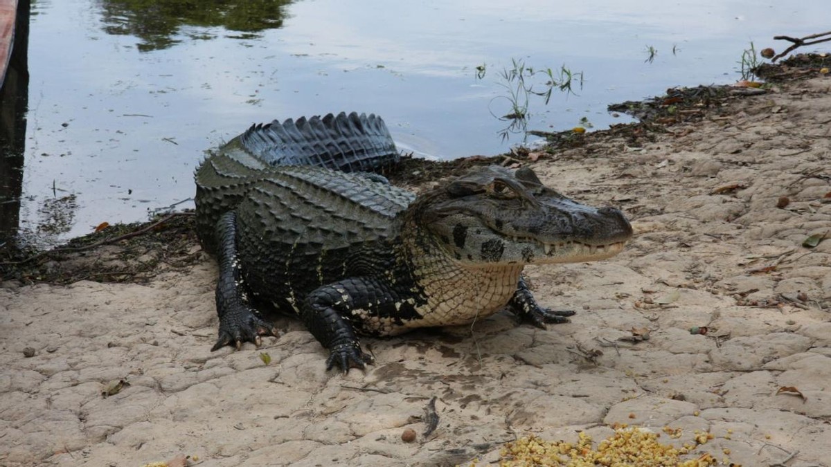 亚马逊雨林发现的15个恐怖生物,亚马逊热带雨林到处都恐怖吗