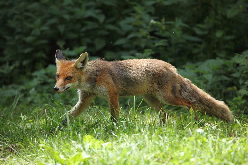 澳洲野兔泛滥成灾到底有多疯狂,澳洲野兔泛滥最严重的地区