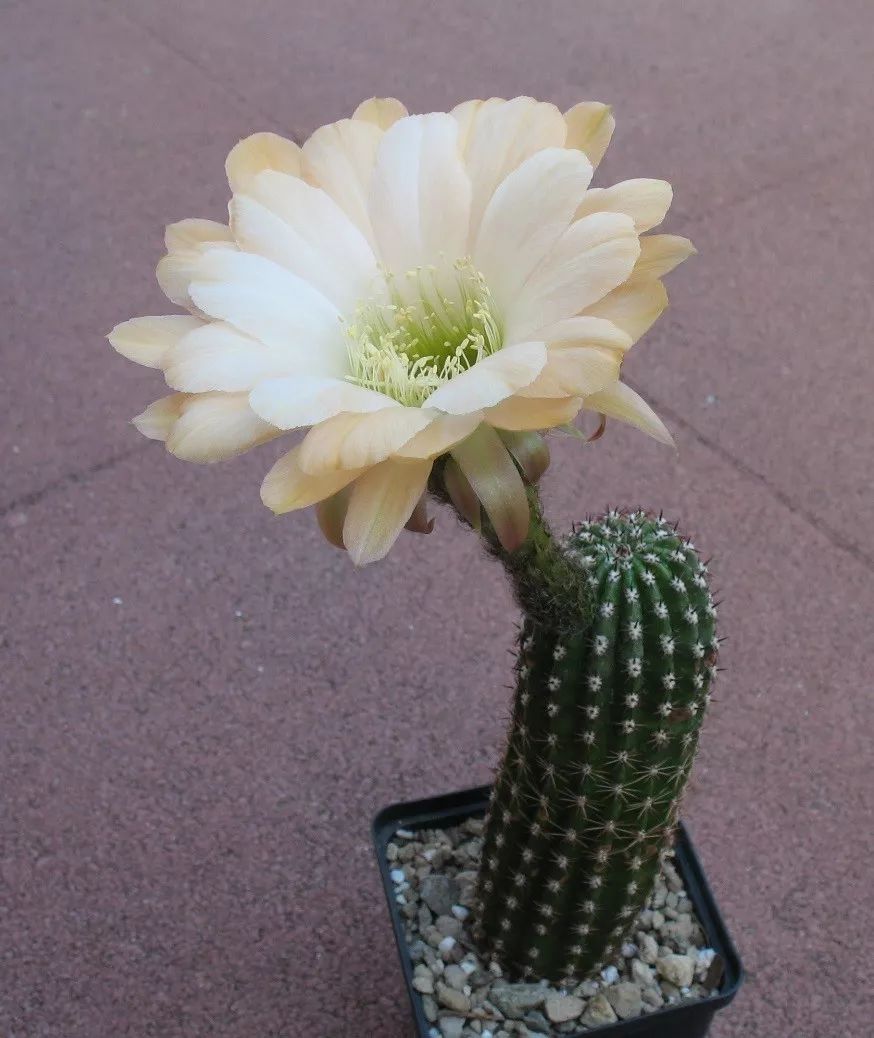 200种·仙人球开花图鉴，大开眼界，美到爆