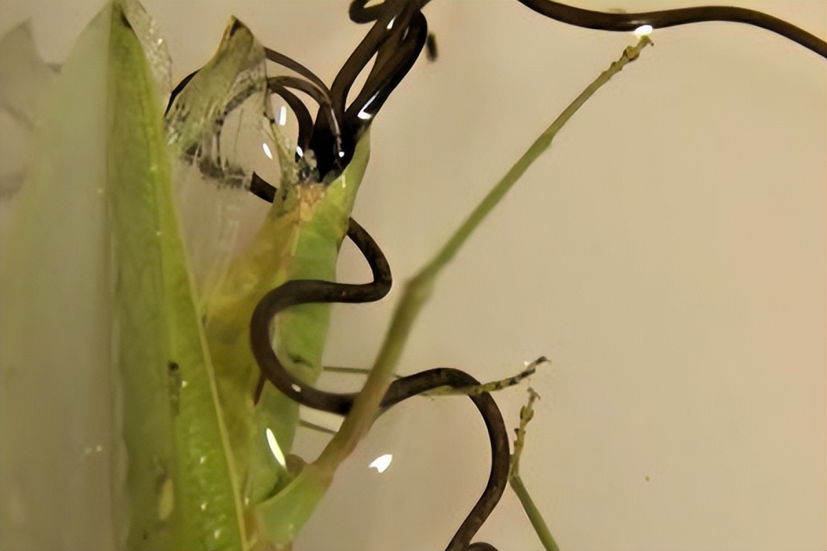 女子买白菜回家一掰开看见寄生虫,女子买草莓发现有虫子