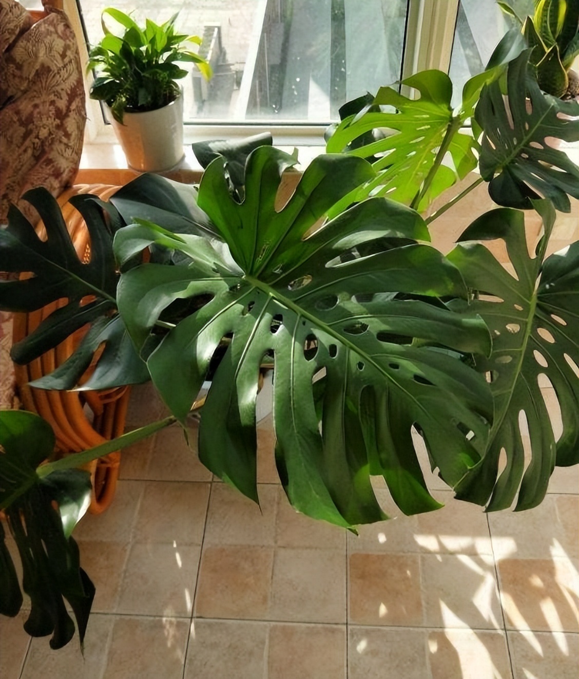 这4种花最好别养在室内,吸甲醛最好的10种花