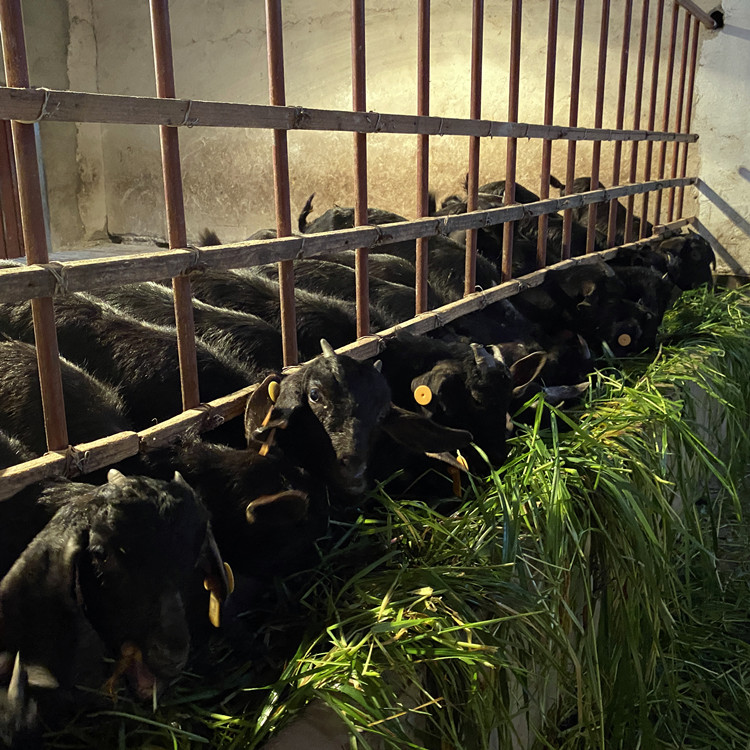 养黑山羊将满足顾客的哪些需求,放养黑山羊怎么才能做到规模化