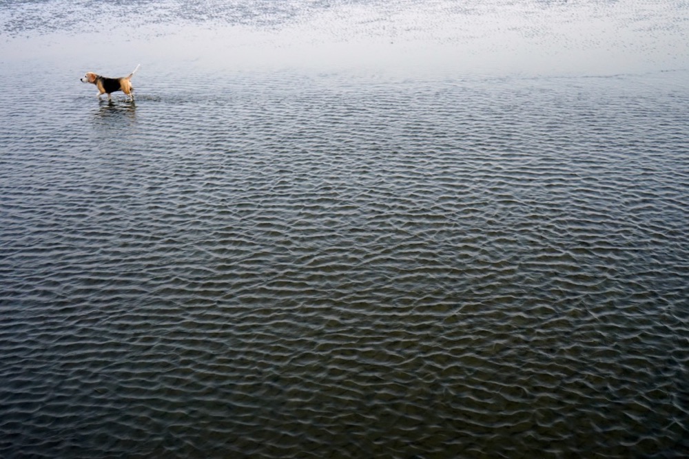2月2日世界湿地保护日,世界湿地日世界环境日