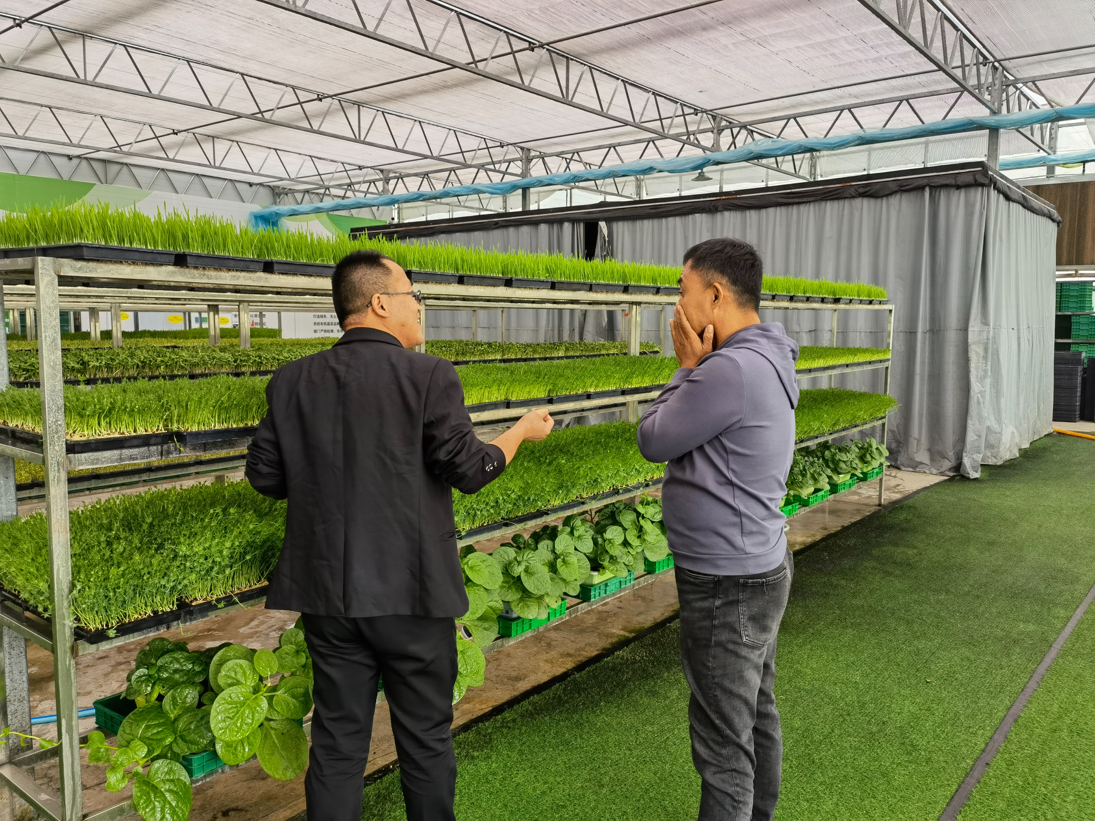 芽苗菜种植骗局,芽苗菜真的很赚钱吗