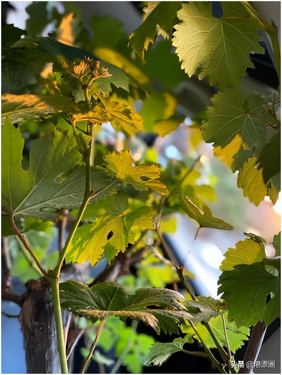 我在香港搬进一个带花园的房子后，直接瘦了六斤……