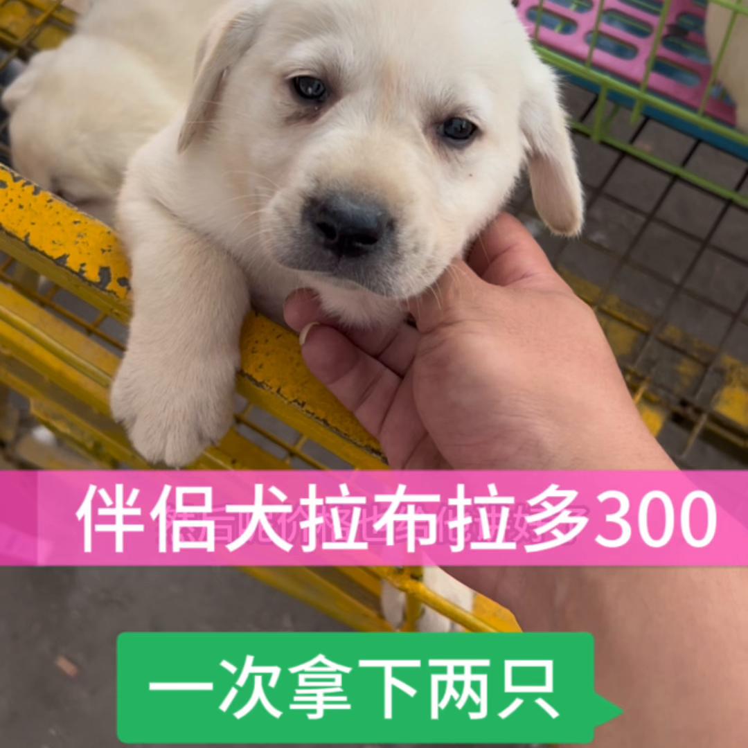 拉布拉多犬,拉布拉多犬的寿命多少年