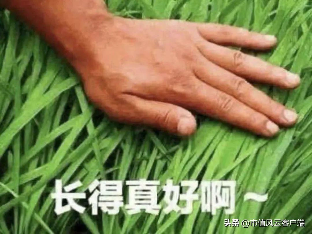 持牌割韭菜：高乐股份上市13年一分钱没赚，但实控人家族已满嘴肥油