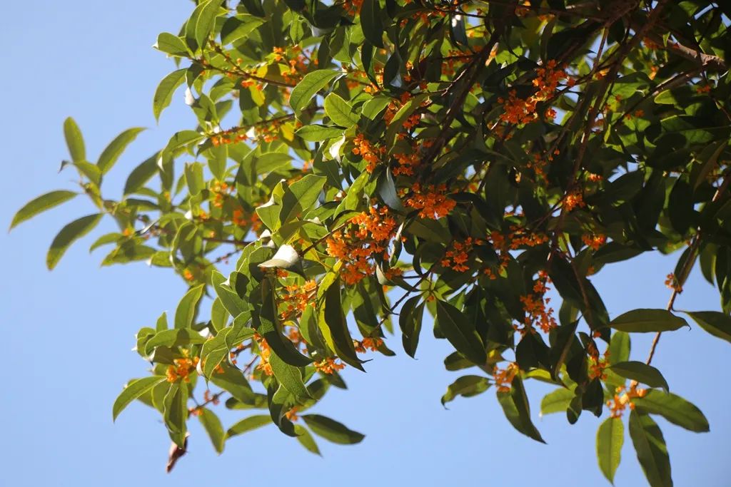 最近的泰兴,泰兴现在的样子