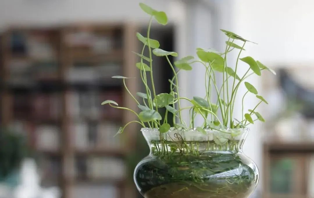 家中放5角硬币的意义,墙角放五角硬币