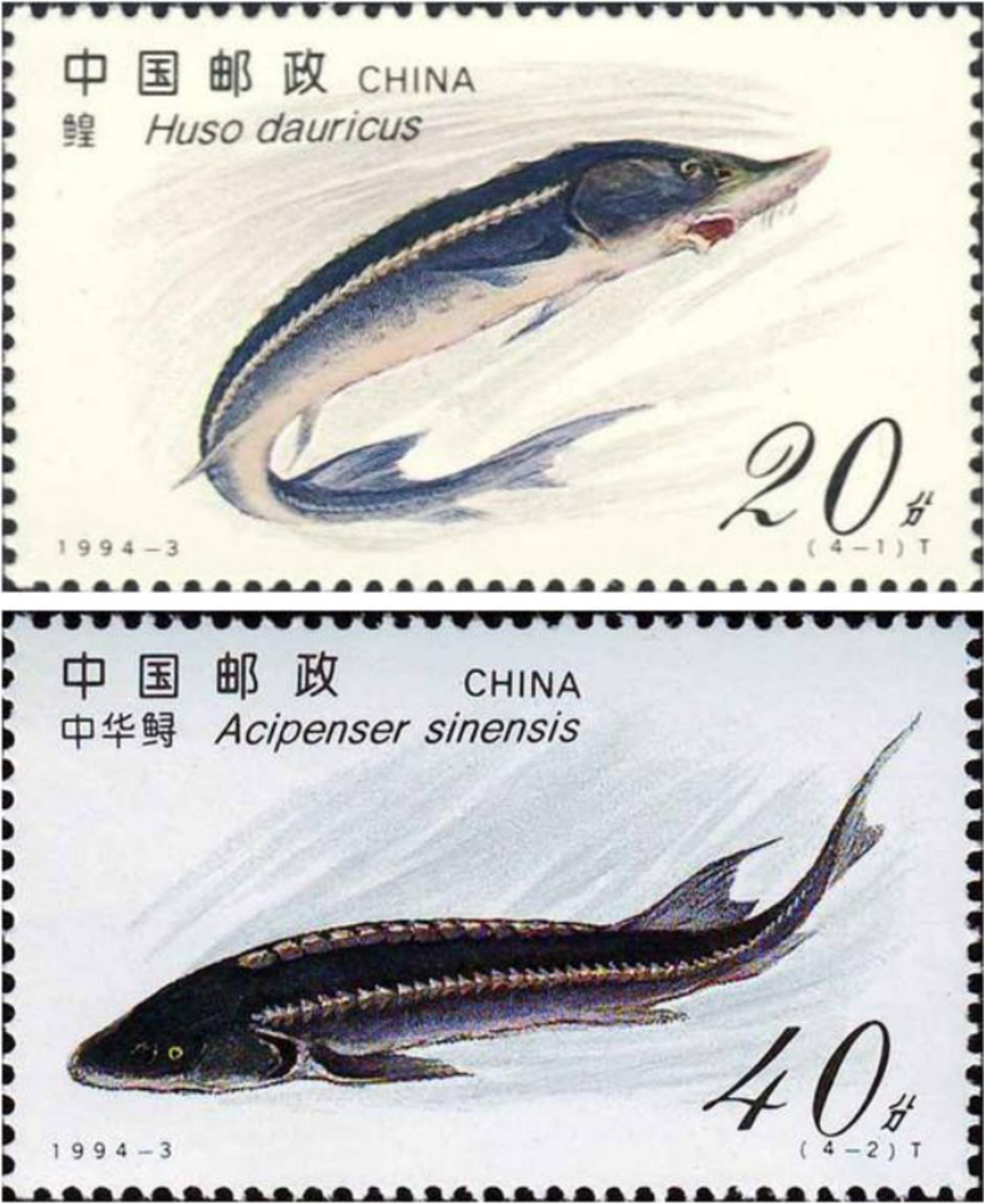 大鳇鱼1030斤现状,黑龙江2000斤鳇鱼是真的吗