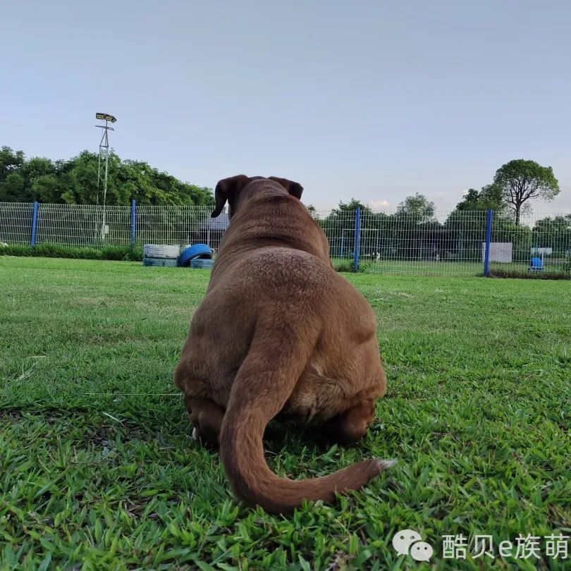 喜欢你混饭吃丨酷贝E族