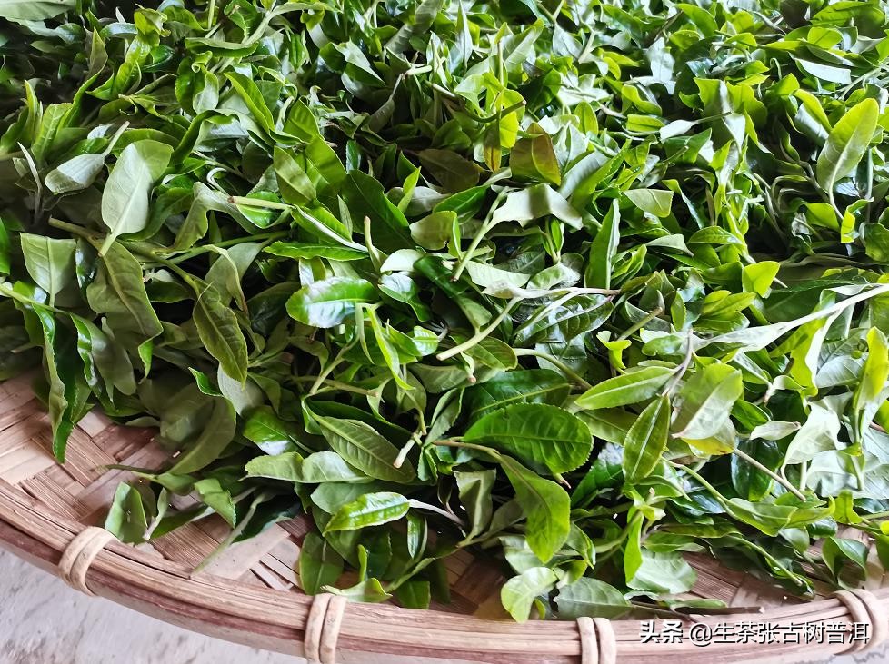 普洱茶每个步骤都需要精湛的工艺,了解普洱茶的必备知识有哪些方面