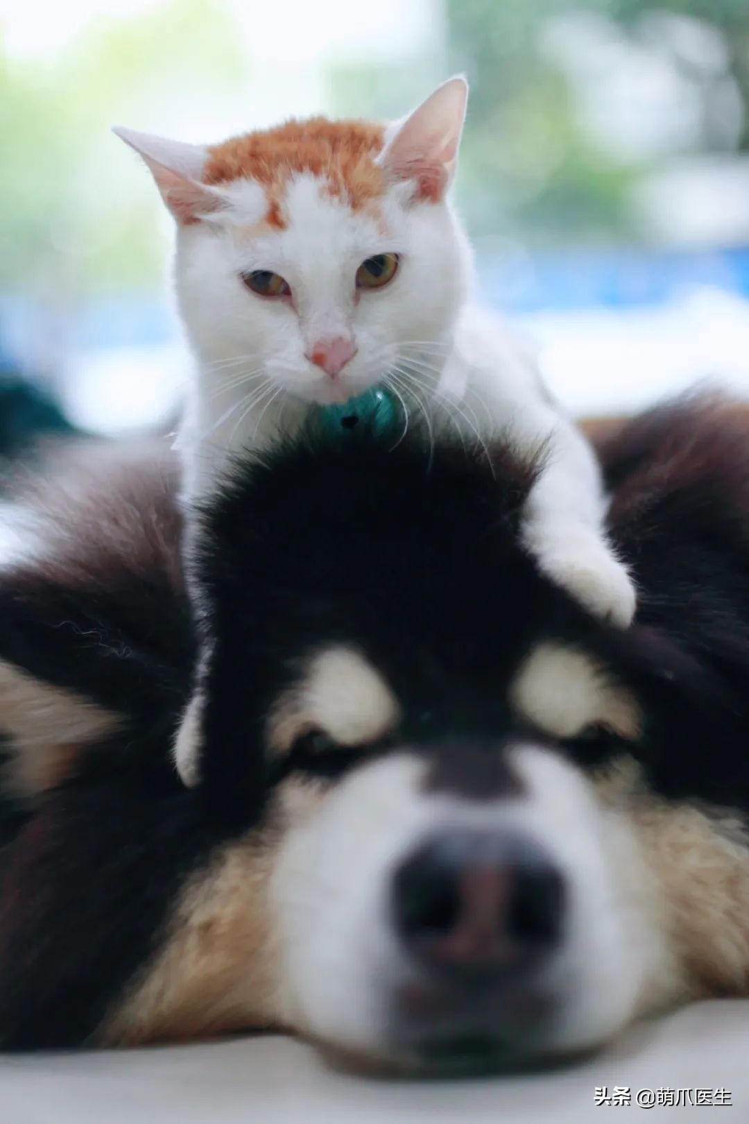 这只叫“长生”的猫咪，真实身份是美人鱼