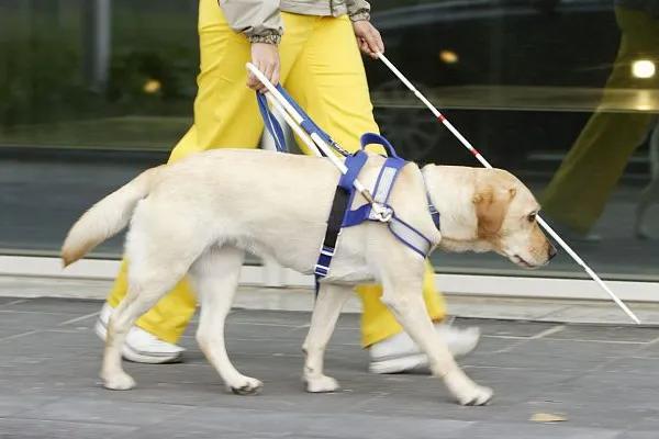 用了上百年的导盲犬，被网友们喷成了一场*局骗**，且不如电子盲杖？