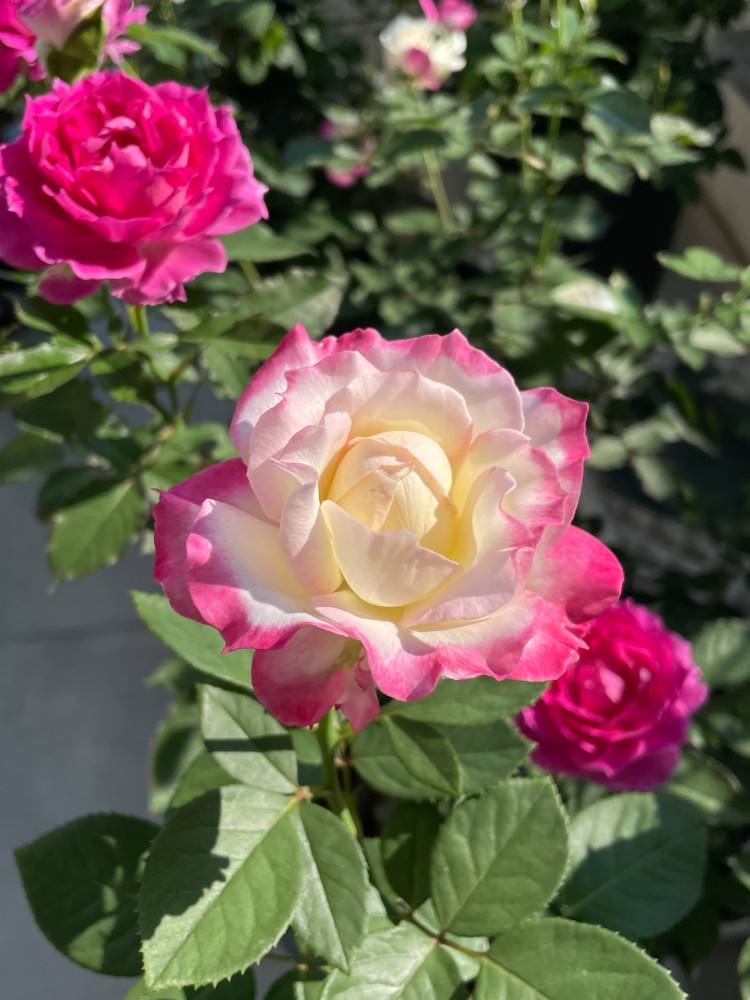 养花先养根学一招就能撑爆盆,养花有什么妙招养得最好